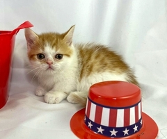 Male Munchkin Kitten For Sale! Ready Now!