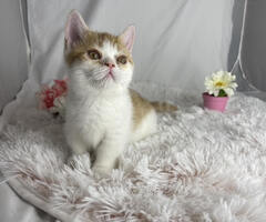 Male Munchkin Kitten For Sale! Ready Now!