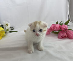Scottish Fold Male Kitten For Sale!! Ready now!