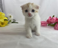 Scottish Fold Male Kitten For Sale!! Ready now!