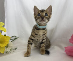 Male Bengal Kitten For Sale!!