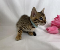 Male Bengal Kitten For Sale!!