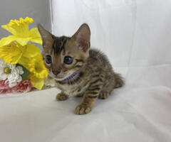 Female Bengal Kitten For Sale!!
