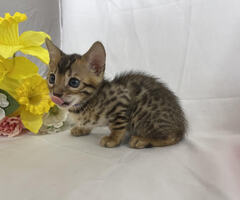 Female Bengal Kitten For Sale!!