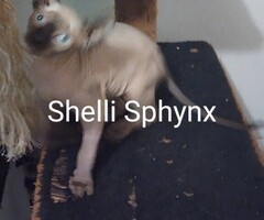 TICA registered Sphynx/Elf kittens