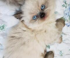 Registered Himalayan Persian Kittens, Seal, Blue, Lilac Blue eyes