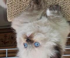 Registered Himalayan Persian Kittens, Seal, Blue, Lilac Blue eyes