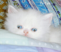 Registered Persian Kittens, Snow White, Blue eyes