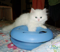 Registered Persian Kittens, Snow White, Blue eyes