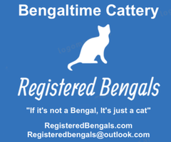 TICA & CFA Registered Bengal Kittens