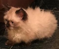 SOLD Himalayan Persian Seal Point Female Minuet