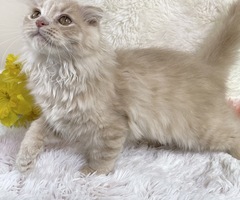 Handsome Scottish Fold Male For Sale!! Ready Now!