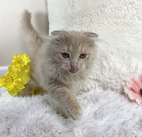 Handsome Scottish Fold Male For Sale!! Ready Now!