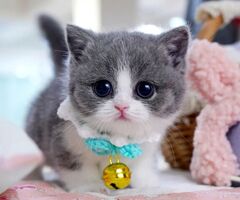 Munchkin Kittens for sale