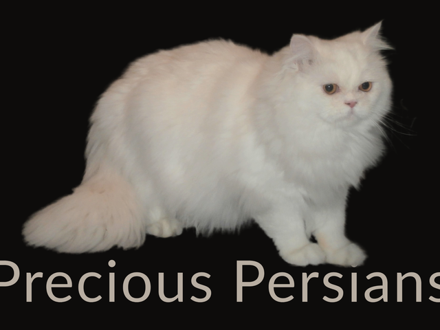 Persian Kittens for Sale Near St. Louis, Missouri