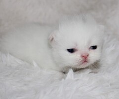 Persian Kittens for Sale Near St. Louis, Missouri