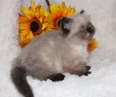 CFA Chocolate Point Female Persian Himalayan Kitten