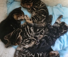 Bengal kittens available new litter