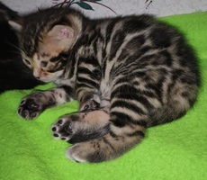 Bengal kittens available new litter