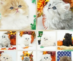 CFA Persian and Himalayan Kittens Ready May and June