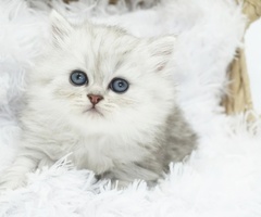 CFA Persian Kittens