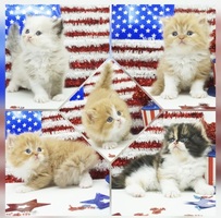 CFA Persian and Himalayan Kittens