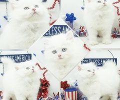 CFA Persian Kittens Ready Now