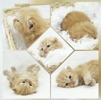 CFA Persian & Himalayan Kittens