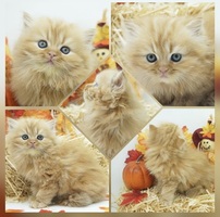 CFA Persian & Himalayan Kittens