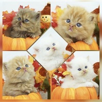 CFA Health Tested Persian Himalayan Kittens