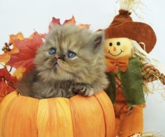 CFA Health Tested Persian Himalayan Kittens