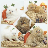 CFA Persian & Himalayan Kittens Health Tested