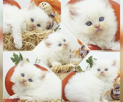 CFA Persian & Himalayan Kittens Health Tested