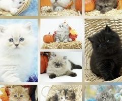 CFA Persian & Himalayan Kittens Expected Early 2025